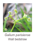 ￼Galium parisiense
Wall bedstraw