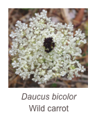 ￼Daucus bicolor
Wild carrot