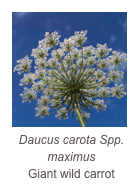 ￼Daucus carota Spp. maximus
Giant wild carrot