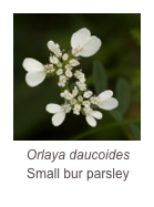 ￼Orlaya daucoides
Small bur parsley