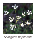 ￼Scaligeria napiformis
