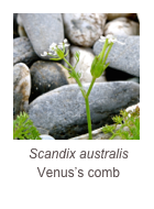 ￼Scandix australis
Venus’s comb