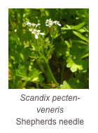 ￼Scandix pecten-veneris
Shepherds needle