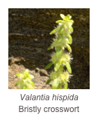 ￼Valantia hispida
Bristly crosswort