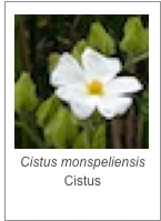 Cistus monspeliensis
Cistus