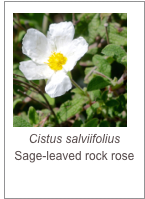 Cistus salviifolius
Sage-leaved rock rose