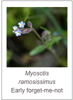 Myosotis ramosissimus
Early forget-me-not