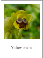 Ophrys lutea
Yellow orchid