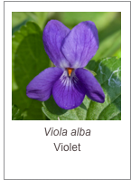 Viola alba
Violet