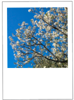 Prunus dulcis
Almond