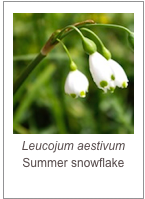 Leucojum aestivum
Summer snowflake