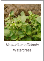 Nasturtium officinale
Watercress