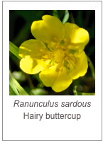 Ranunculus sardous
Hairy buttercup