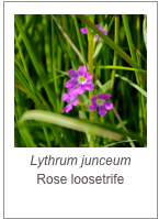 Lythrum junceum
Rose loosetrife