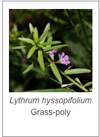 Lythrum hyssopifolium
Grass-poly