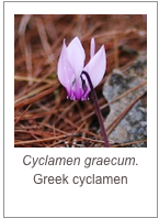 Cyclamen graecum.
Greek cyclamen