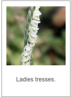 Spiranthes spiralis
Ladies tresses.