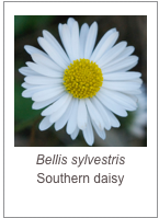 Bellis sylvestris
Southern daisy