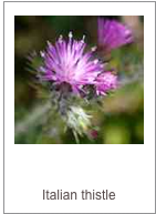 Carduus pycnocephalus
Italian thistle