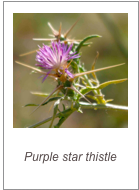Centaurea calcitrapa
Purple star thistle