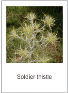 Picnomon acarna
Soldier thistle