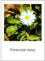 Bellis perennis
Perennial daisy