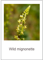 Reseda lutea
Wild mignonette