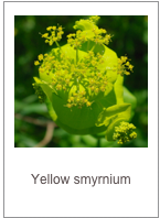 Smyrnium perfoliatum
Yellow smyrnium