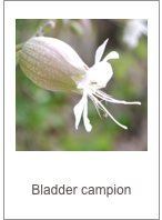 Silene vulgaris
Bladder campion