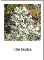 Echium italicum
Pale buglos