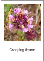 Thymus longicaulis
Creeping thyme