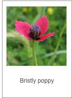 Papaver hybridum
Bristly poppy