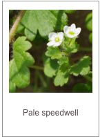 Veronica cymbalaria
Pale speedwell