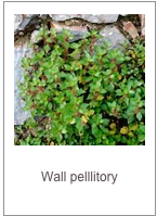 Parietaria judaica
Wall pelllitory