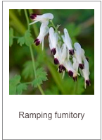 Fumaria capreolata
Ramping fumitory