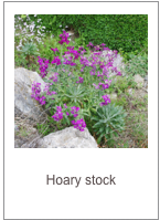 Matthiola incana
Hoary stock