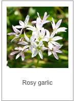 Allium trifoliatum
Rosy garlic