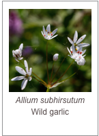 Allium subhirsutum
Wild garlic