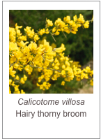 ￼Calicotome villosa
Hairy thorny broom