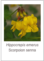 ￼Hippocrepis emerus
Scorpoion senna