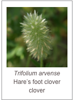 ￼Trifolium arvense
Hare’s foot clover clover