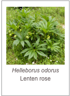 ￼Helleborus odorus
Lenten rose