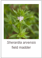 ￼Sherardia arvensis
field madder