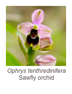 ￼Ophrys tenthredinifera
Sawfly orchid