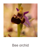 ￼Ophrys umbilicata
Bee orchid