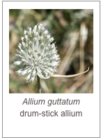 ￼Allium guttatum
drum-stick allium