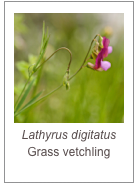 ￼Lathyrus digitatus
Grass vetchling