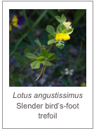 ￼Lotus angustissimus 
Slender bird’s-foot trefoil