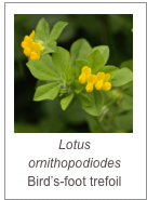 ￼Lotus ornithopodiodes 
Bird’s-foot trefoil