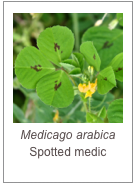 ￼Medicago arabica
Spotted medic